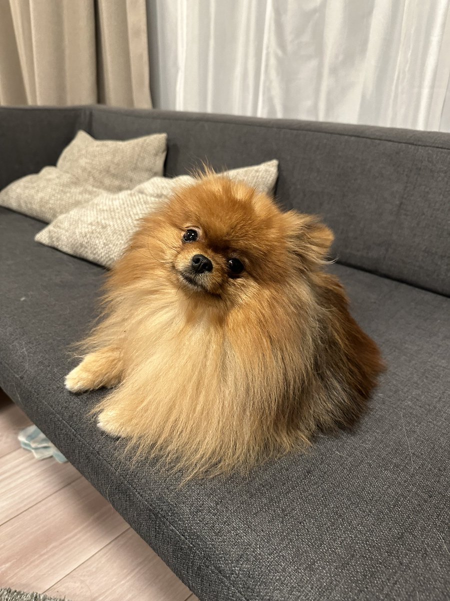 ミルモとポン! tweet media