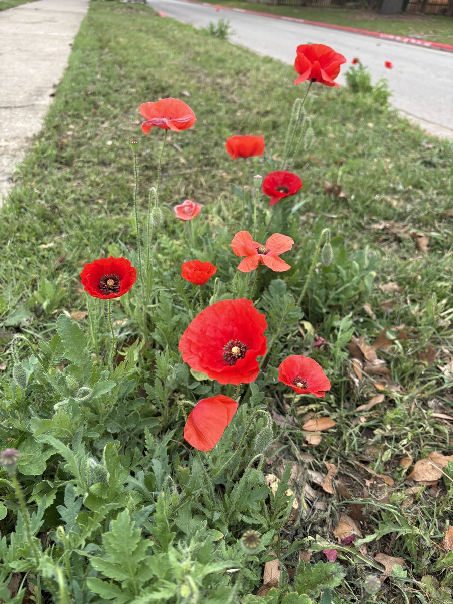 They come up like fireworks, explode and then dissipate. Those that are vivid today will be gone the next time I walk by.
