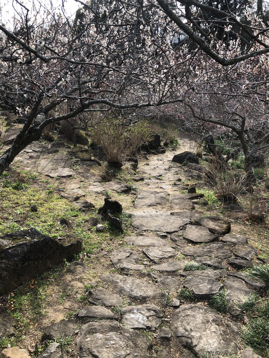 osamuan1's tweet photo. 今日はここへ出掛けました
桜の前花としての梅

筑波梅林へ

つくば梅祭りへ
今日が最終日
斜面に梅の木が1000本
斜面を登るので足がヘロヘロ
でも綺麗な紅梅、白梅が沢山🤗
ガマの油売り口上がやっていた

#筑波梅林
#つくば梅まつり https://t.co/PYVrJXncWQ