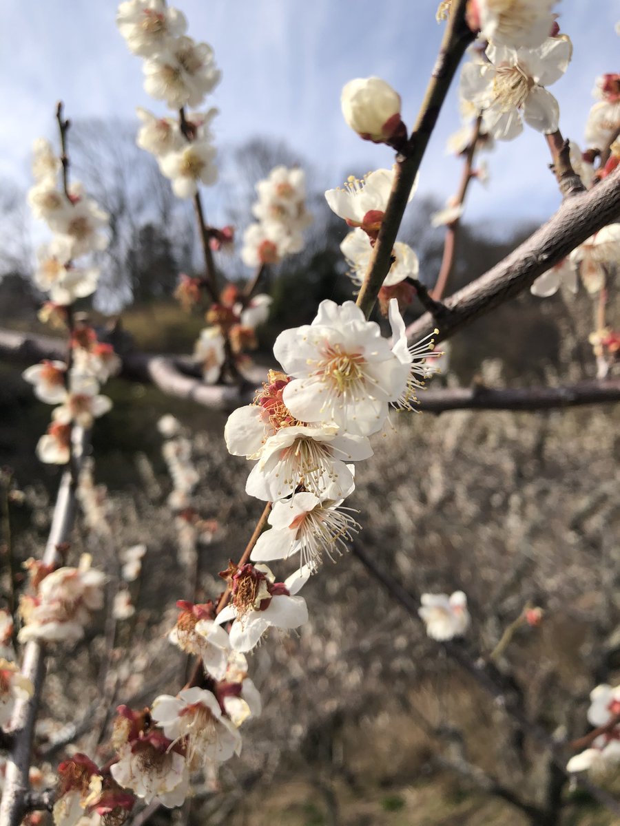 osamuan1's tweet photo. 今日はここへ出掛けました
桜の前花としての梅

筑波梅林へ

つくば梅祭りへ
今日が最終日
斜面に梅の木が1000本
斜面を登るので足がヘロヘロ
でも綺麗な紅梅、白梅が沢山🤗
ガマの油売り口上がやっていた

#筑波梅林
#つくば梅まつり https://t.co/PYVrJXncWQ