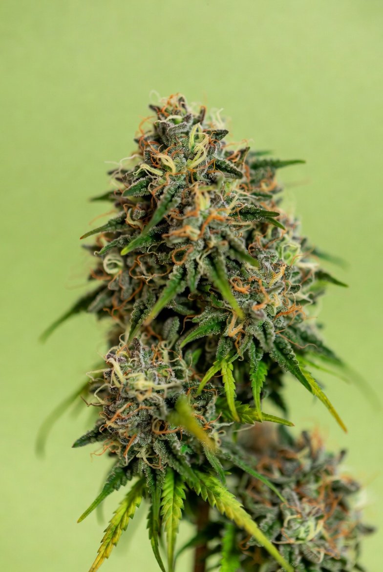 SNSEEDSUK's tweet photo. 🍏🍪 NEW STRAIN DROP NOW LIVE - APPLE MAC NOW AVAILABLE AT https://t.co/luIFQIFX5V
A tasty cross of Apple Tart and Miracle Alien Cookies. https://t.co/WE8EBziSKs