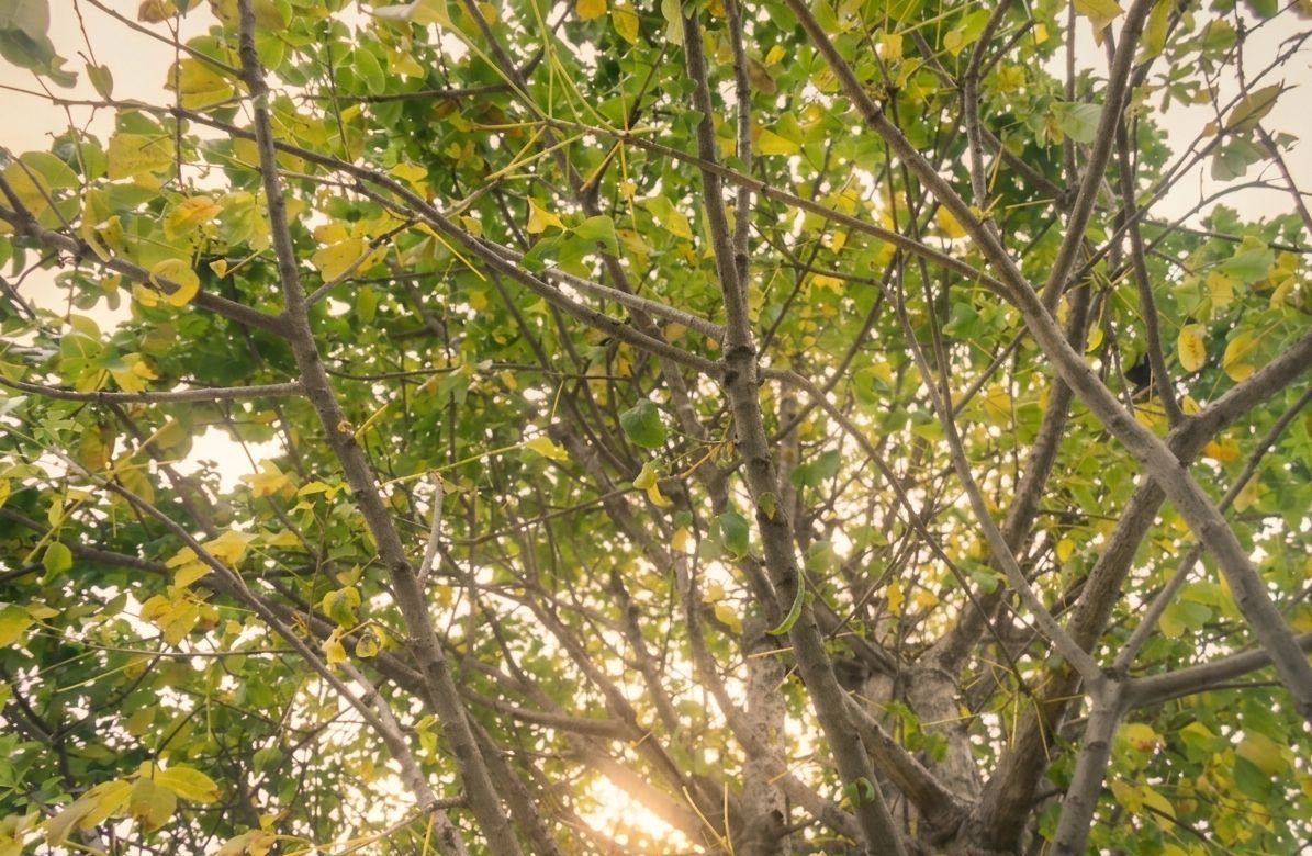 diphia7's tweet photo. However deep the gloom may be, light will always weave its way through the leaves to find its place to shine ✨

Even when the world is cloaked in shadows, a glimmer of hope invariably finds its path 🌿 https://t.co/fiUYmD1h3x