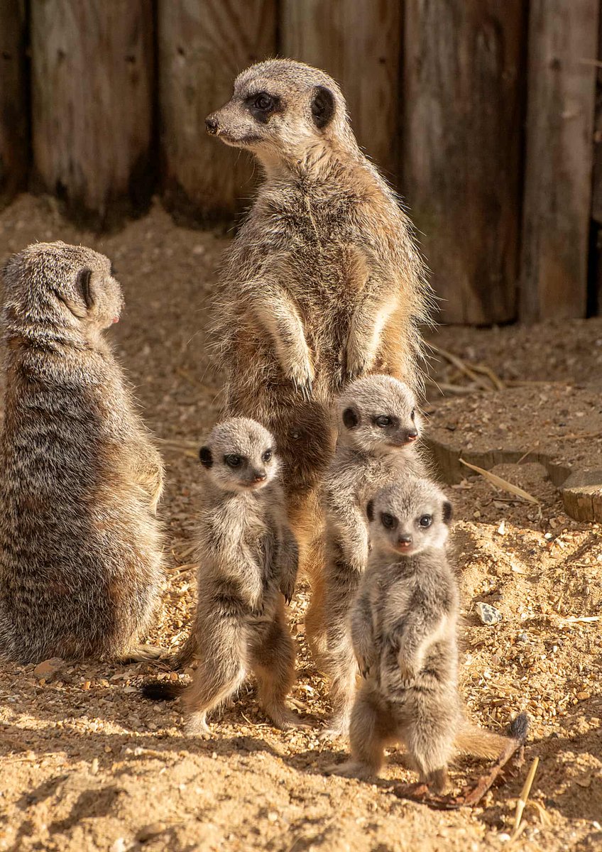 Monkey Haven🐵 tweet media