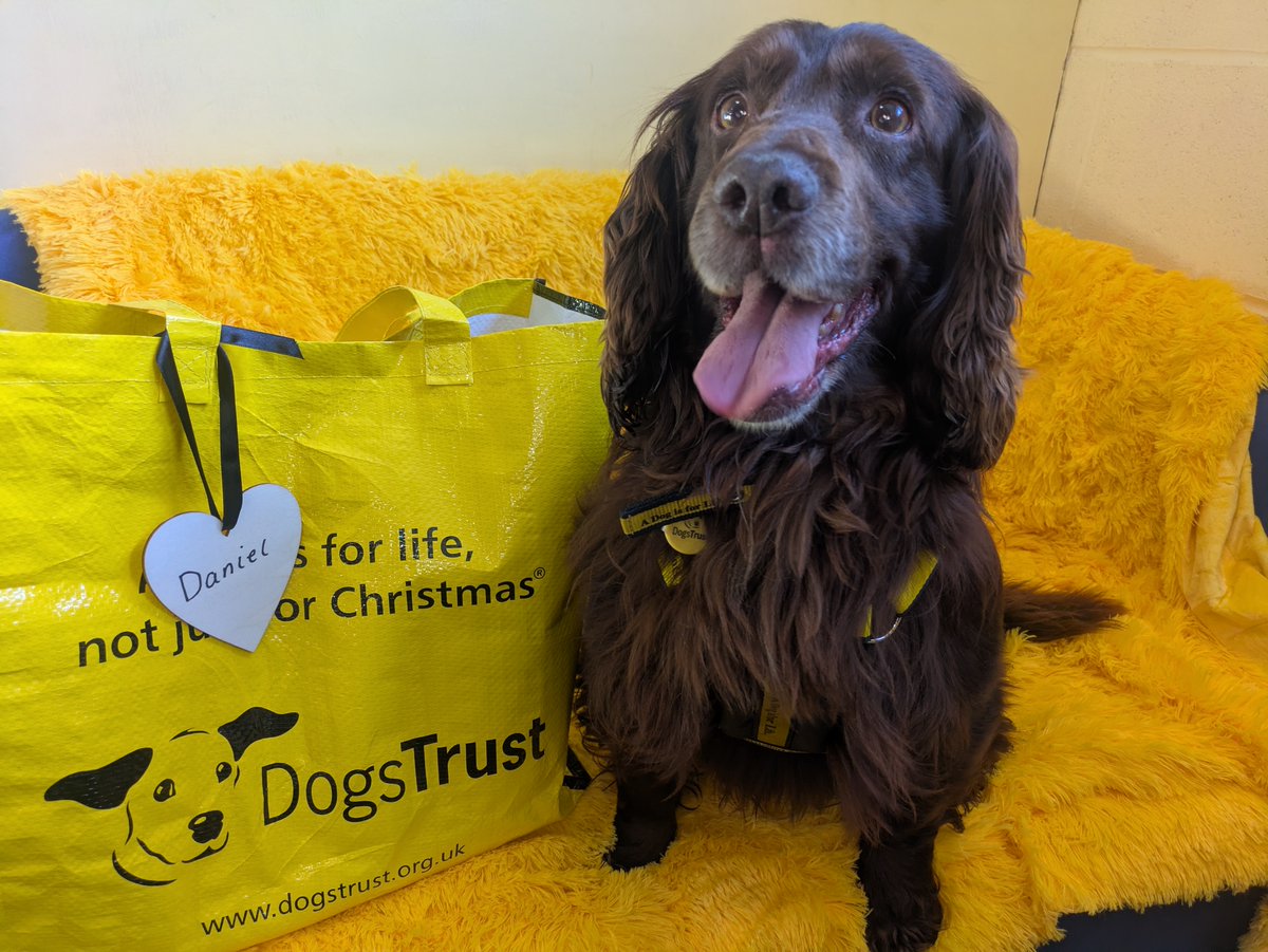 DogsTrust West Calder (Edinburgh) and Dundee tweet media