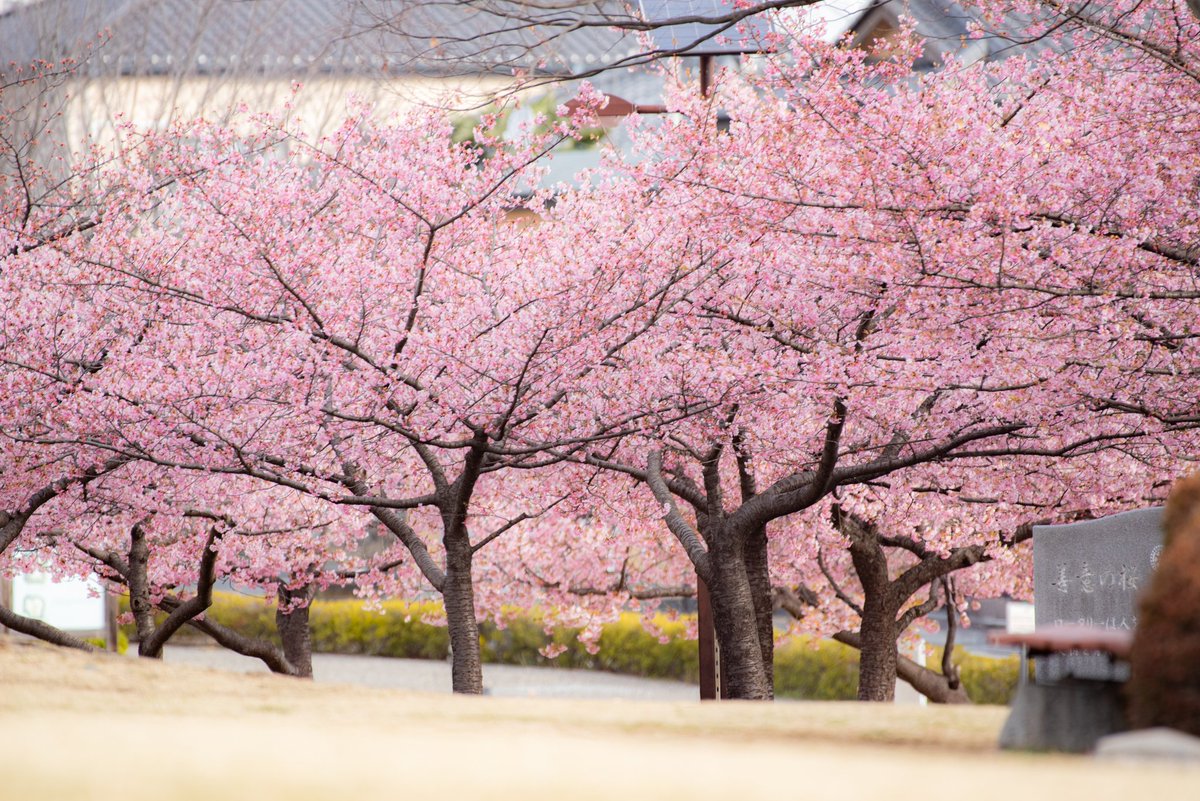 ryu20008's tweet photo. 河津桜
宇都宮でも満開です。

#桜 #河津桜 https://t.co/rgOnAdRloQ