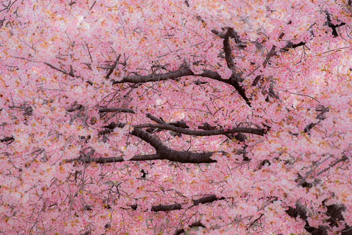 ryu20008's tweet photo. 河津桜
宇都宮でも満開です。

#桜 #河津桜 https://t.co/rgOnAdRloQ