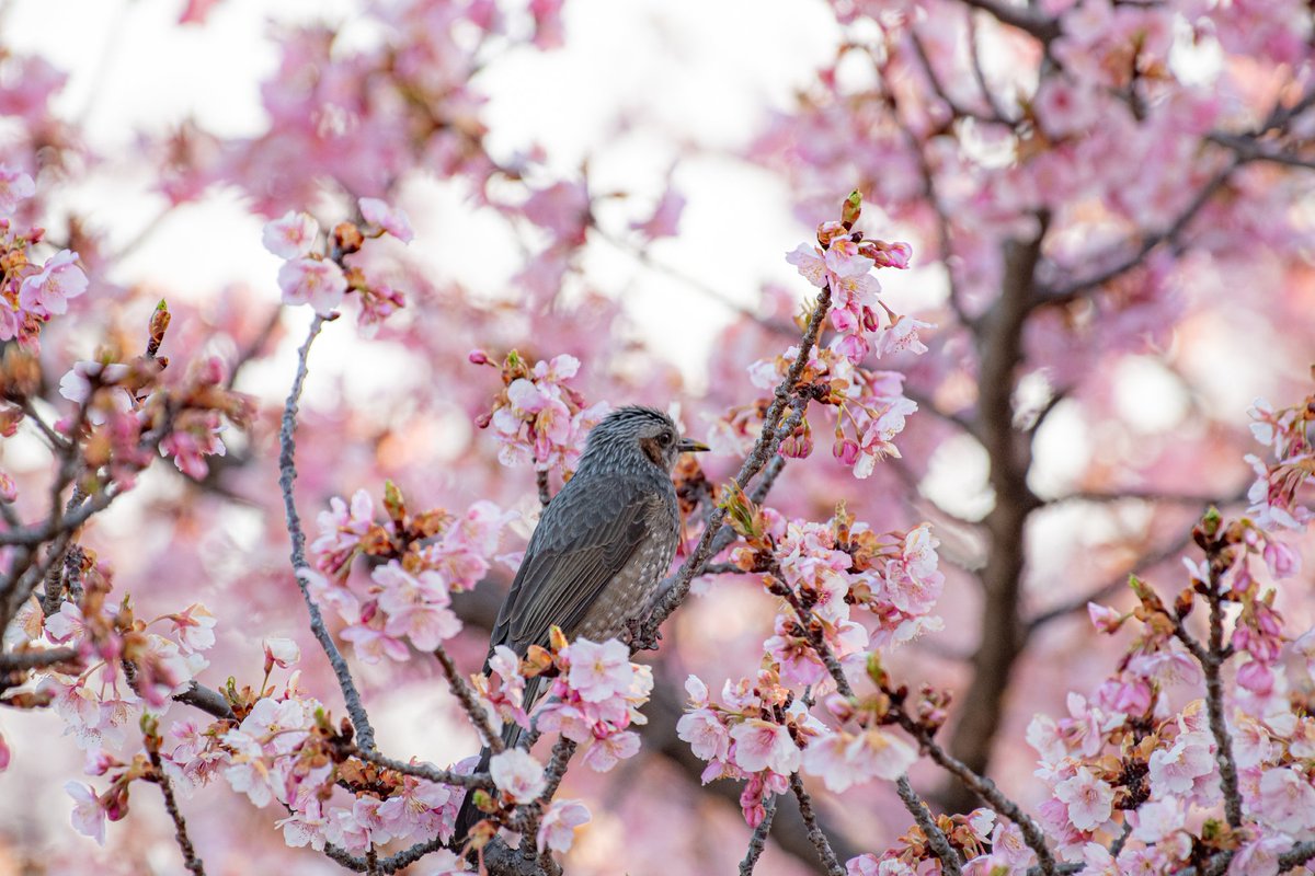 ryu20008's tweet photo. 河津桜
宇都宮でも満開です。

#桜 #河津桜 https://t.co/rgOnAdRloQ