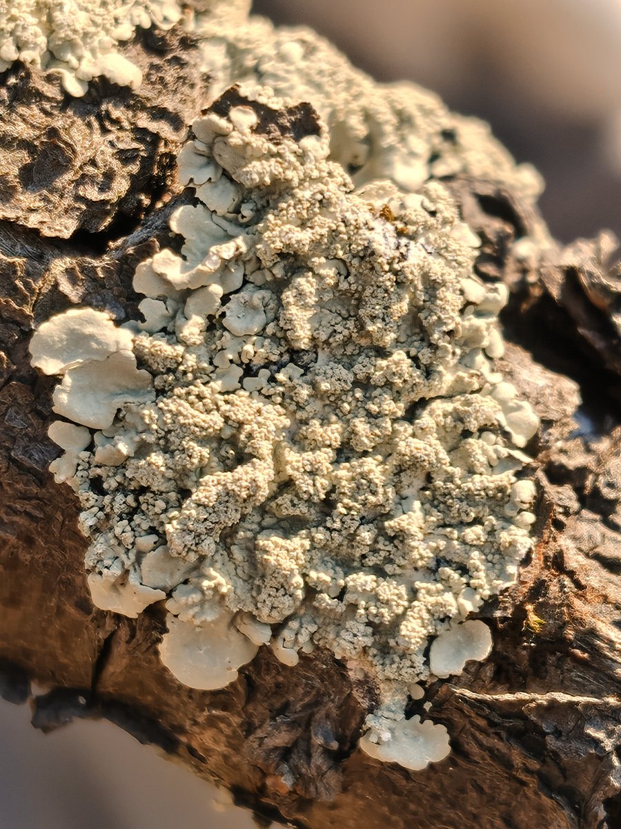 chocolat tweet media