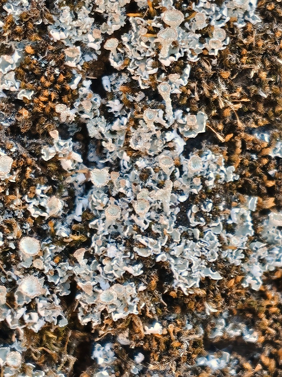 chocolat tweet media