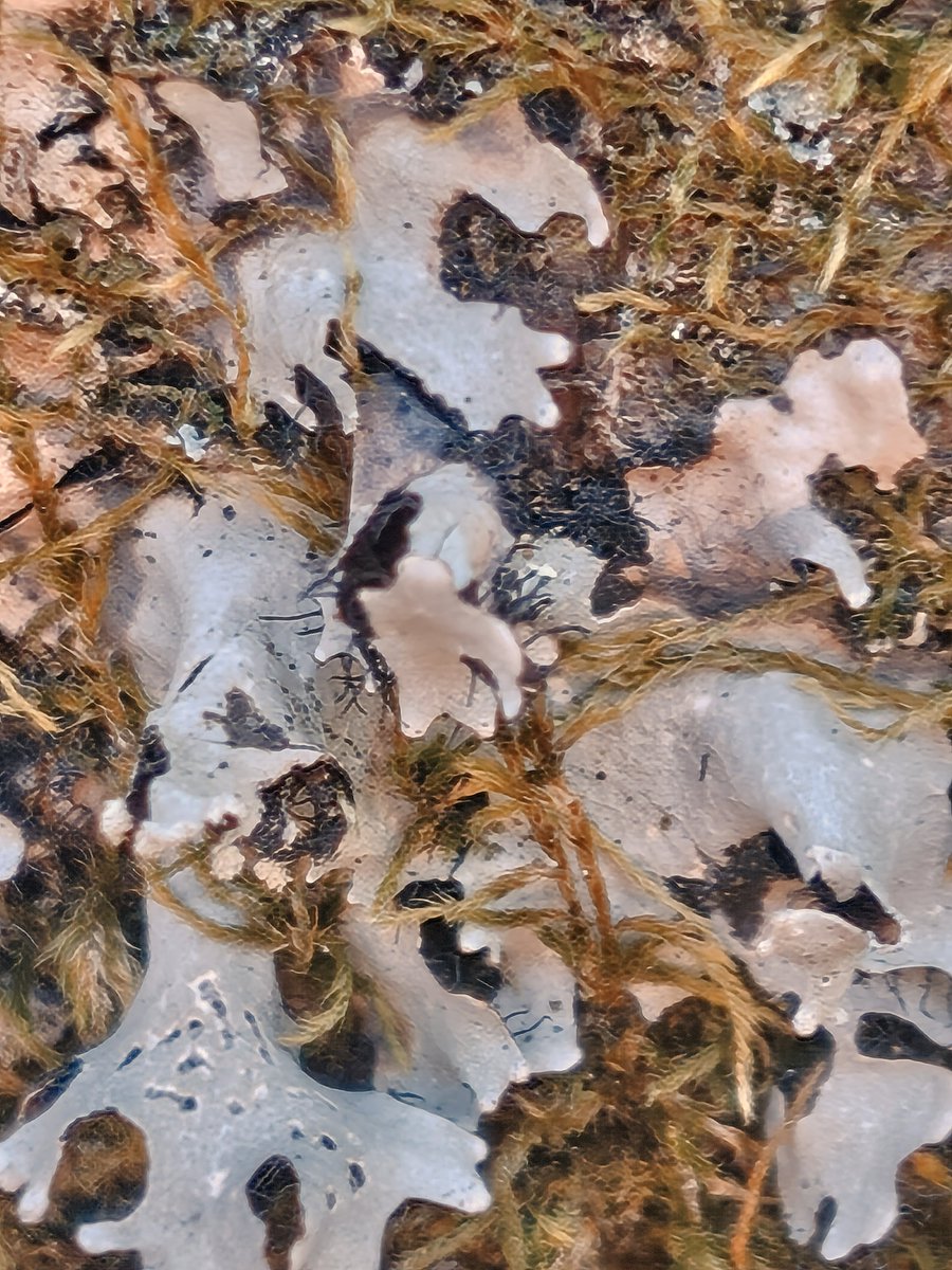 chocolat tweet media