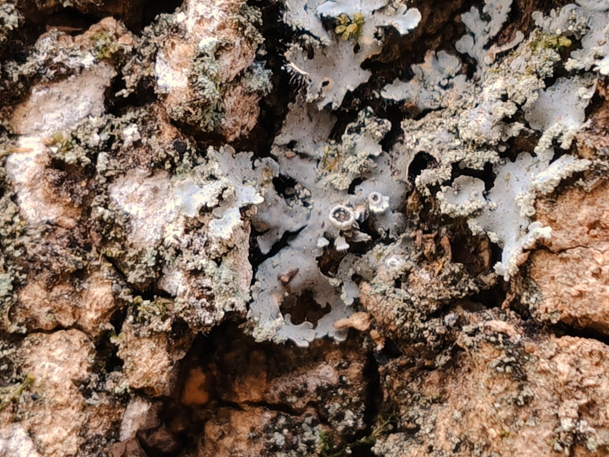 chocolat tweet media