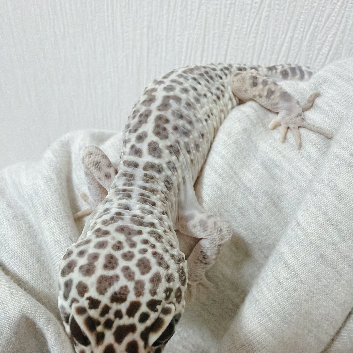 Charon_memo's tweet photo. 脱皮直前カロンくん https://t.co/AKE9X0hjcv