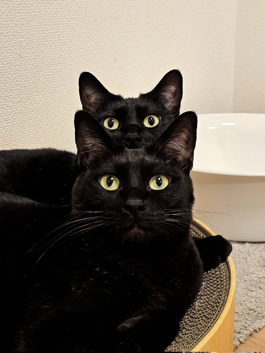 かりとん tweet media