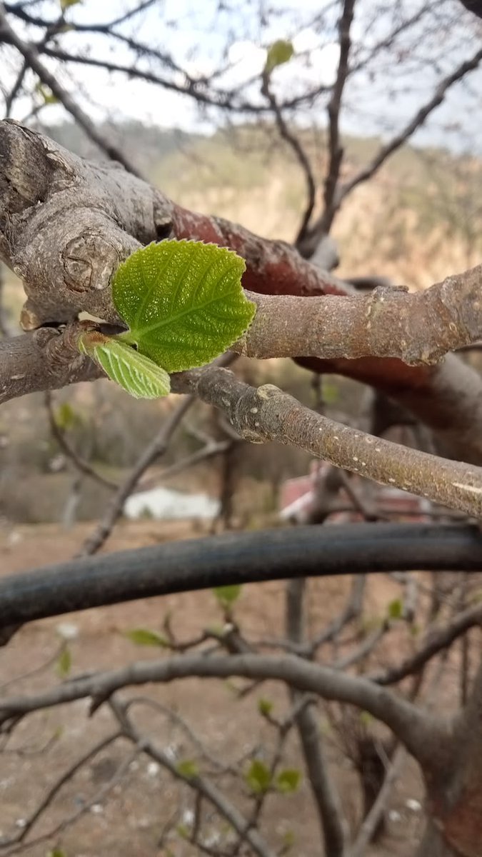 • ben umudumu bir âyetle 
  büyüttüm ; ‘kûn fe yekûn’ 
             ol der ve olur .. 🍃