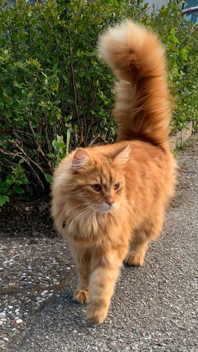 The pets only 🐾 tweet media