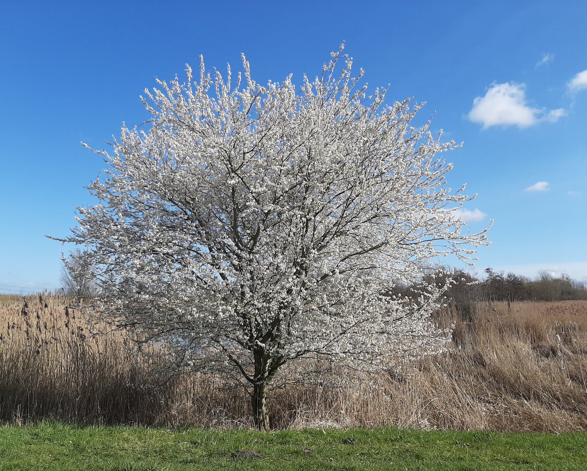 MEKloppenburg's tweet photo. Gevogeld bij de #Zevenhuizerplas. #Prunus #fuut blauwe #reiger . Nog een mooie zondag! https://t.co/g1eUqZZOcw