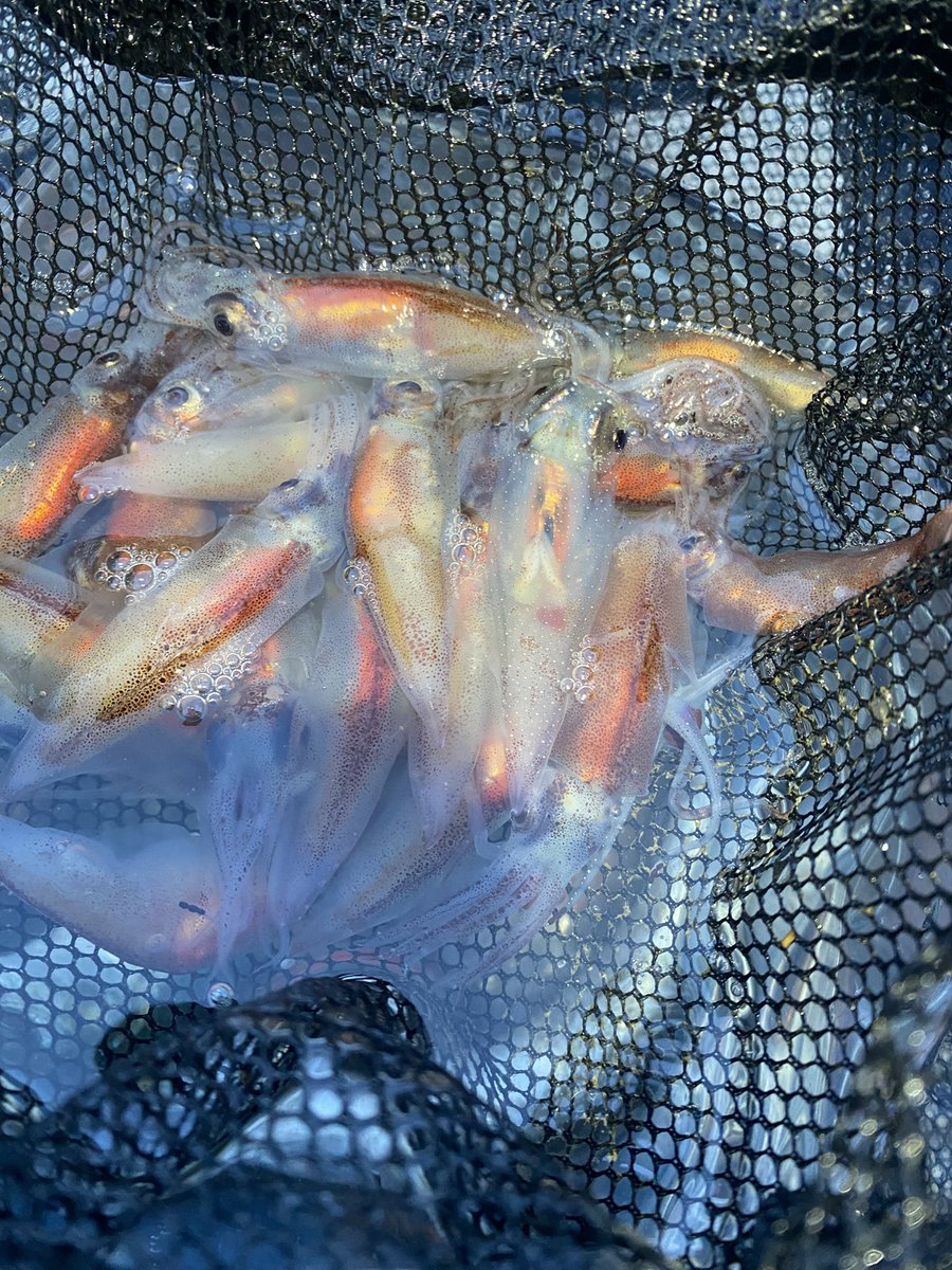 tokyoensis's tweet photo. ２泊の富山遠征は楽しかったけどまだまだ行き足りないな！もっと通い詰めたくなってきた！😆まぁホタルイカもぼちぼち獲れたし翡翠も綺麗なの取れたから及第点としよう😆
#ホタルイカ　#富山　#翡翠　#糸魚川 https://t.co/wkZa93YVVw