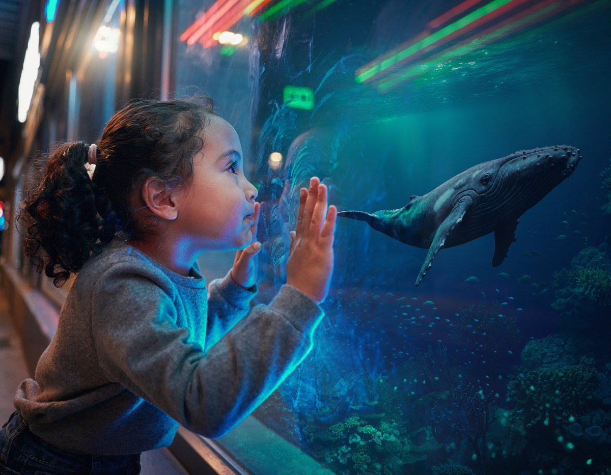 Aquarium whale frame