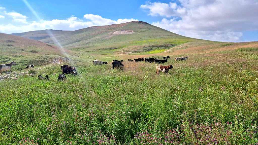 Amazing seeing the Judean desert bloom like this and the prophecy slowly coming true before our eyes:

"For the L-rd shall comfort Żion: he will comfort all her waste places; and he will make her wilderness like Eden, and her desert like the garden of the L-rd..." (Isaiah 51:3)
