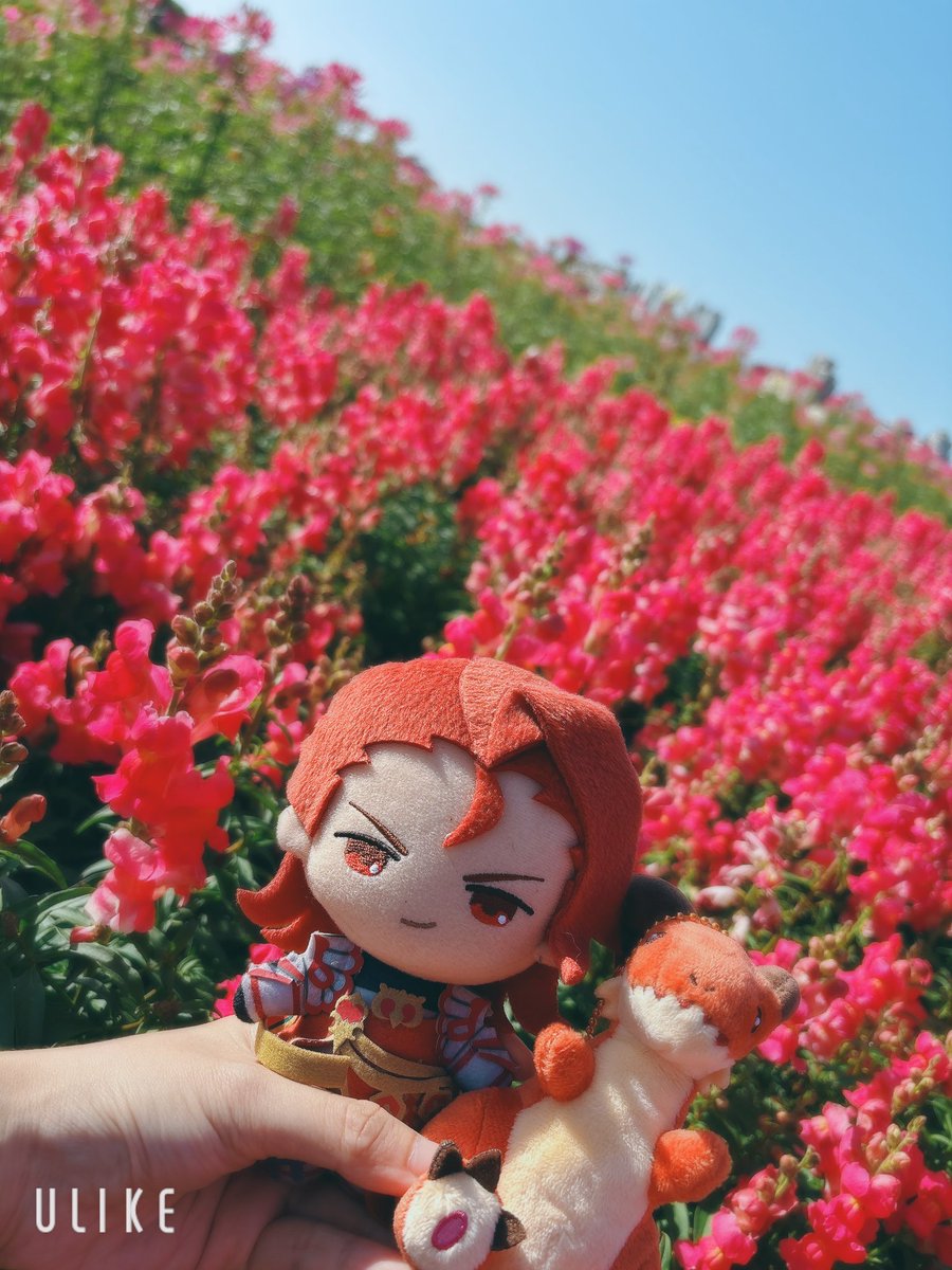aaa96521's tweet photo. 同級生とお花見に行ってきました🌸 
ヒンメル好きな蒼月草と似ているネモフィラを見つけました、思ったより小さくて可愛かった！
他のお花も咲いている、いい一日でした✨

#花見 #お散步 https://t.co/SokCfKAdIZ