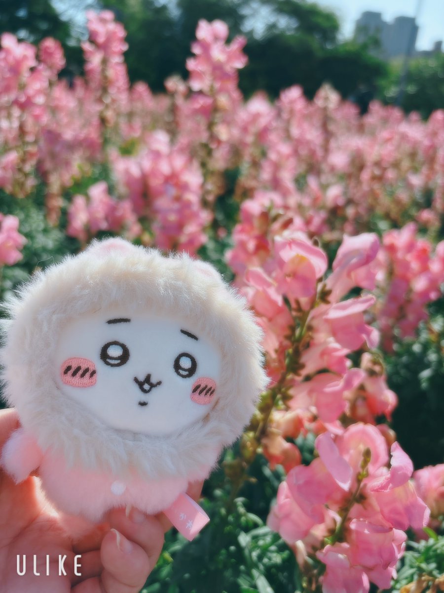 aaa96521's tweet photo. 同級生とお花見に行ってきました🌸 
ヒンメル好きな蒼月草と似ているネモフィラを見つけました、思ったより小さくて可愛かった！
他のお花も咲いている、いい一日でした✨

#花見 #お散步 https://t.co/SokCfKAdIZ
