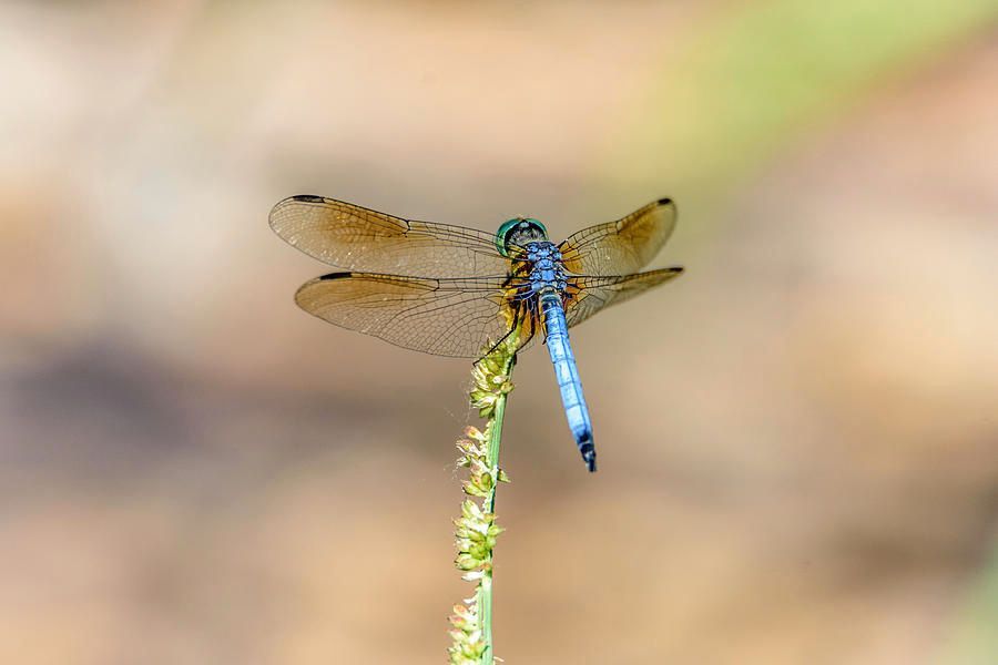 DebraMartz's tweet photo. Blue Dragonfly on a lovely nature walk at Paradise Pond in Port Aransas, Texas.
https://t.co/i2FnYzAzHH
#BlueDasher #dragonfly #insect #nature #photography #beauty #giftideas @debramartz #getoutside #itsthesmallthings #photographyisart https://t.co/wbpPy9xnio