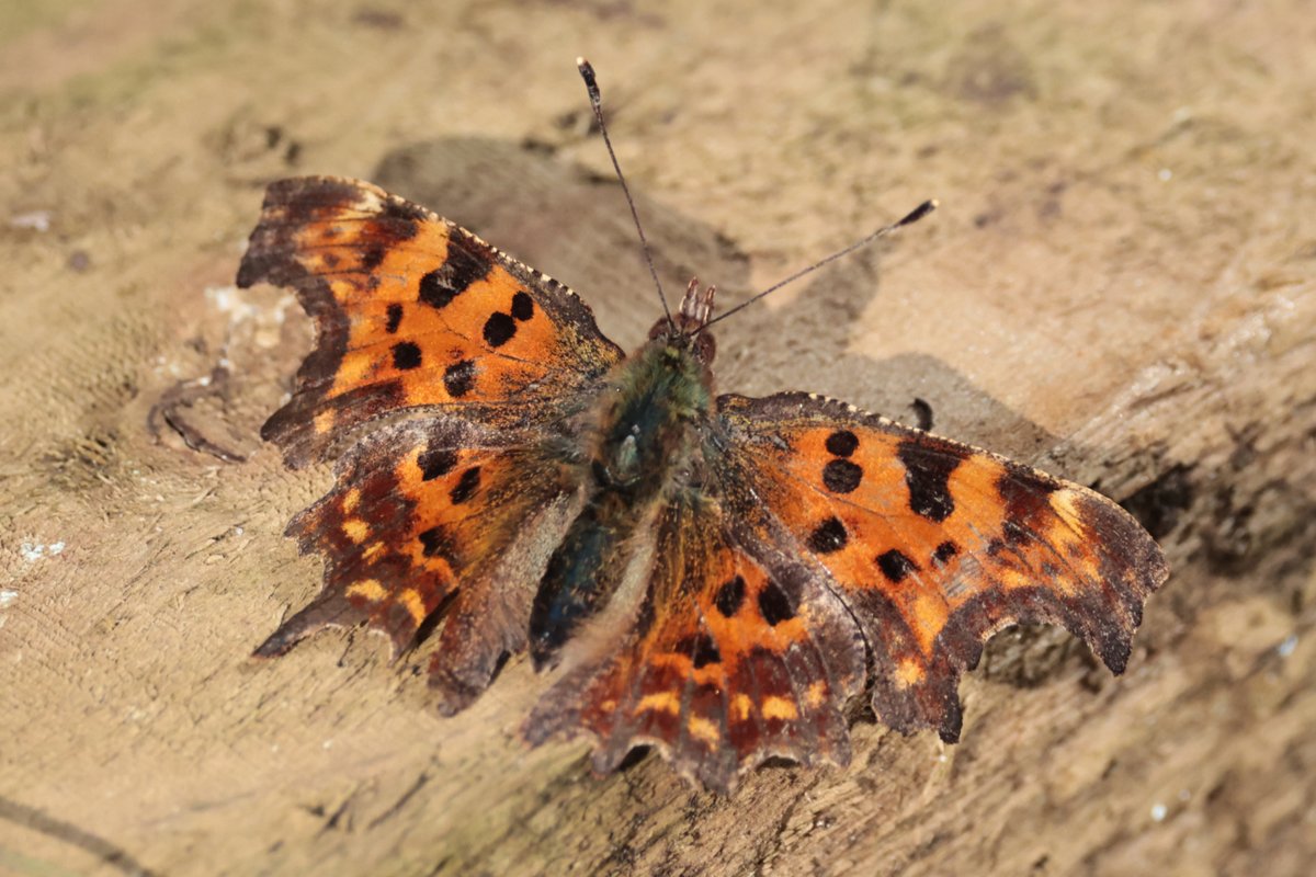 Christopher Teague tweet media