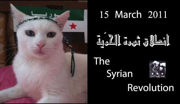 Syrian Cats tweet media