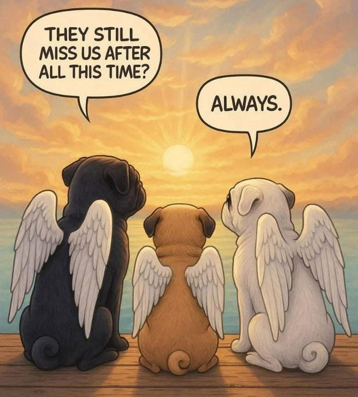 Dog Lovers tweet media