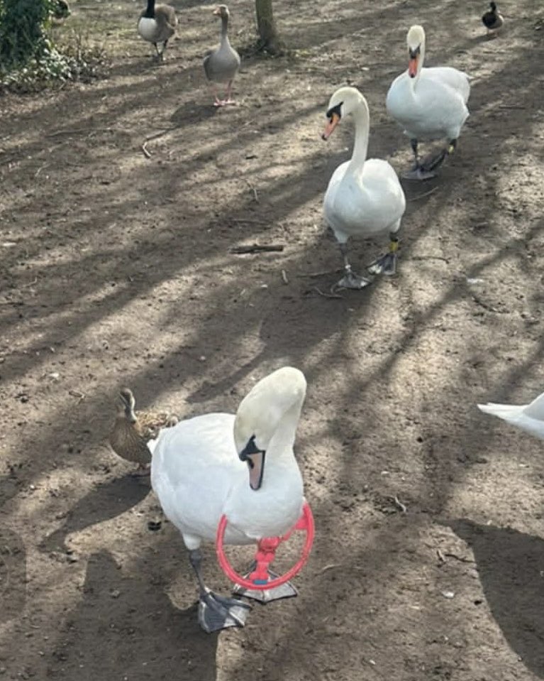 Yorkshire Swan & Wildlife Rescue Hospital tweet media