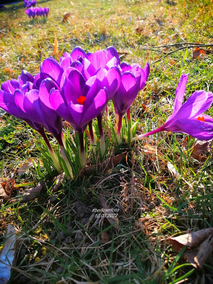 🪻🌷🌹 Schönen Sonntag🌹🌷🪻