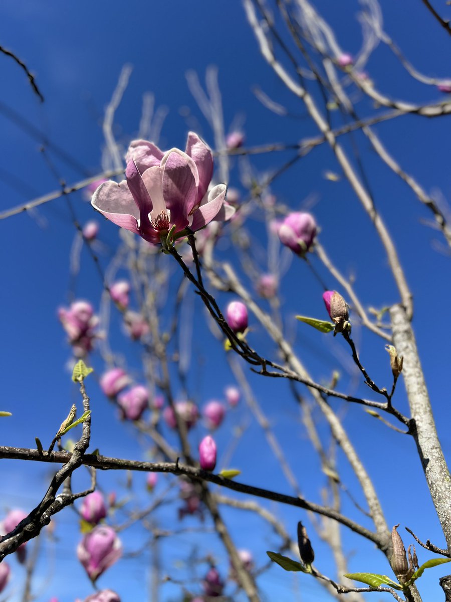 Mmmmicas's tweet photo. Spring and its gentle appearance https://t.co/AOQtaAeJuI