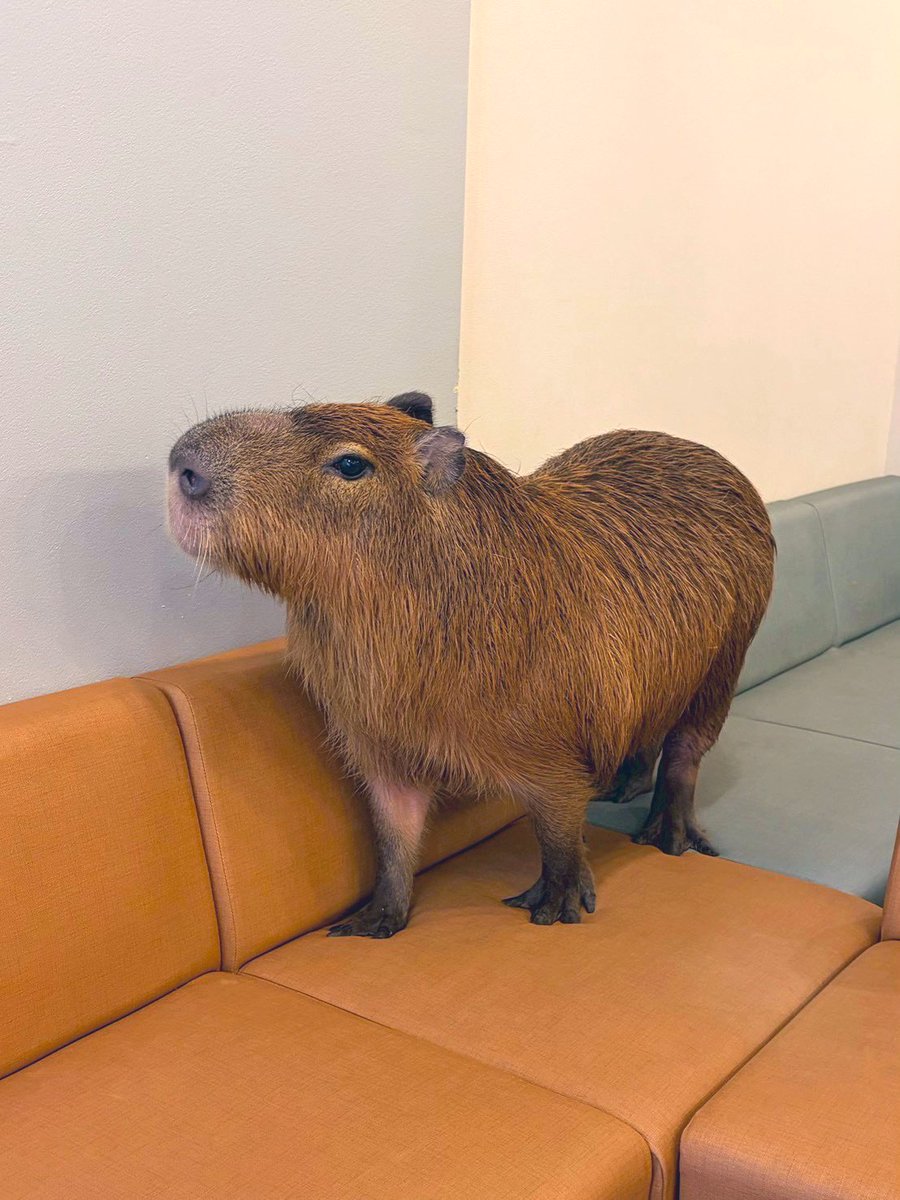 cafe capyba（カピバラカフェ capybara cafe in Tokyo） tweet media