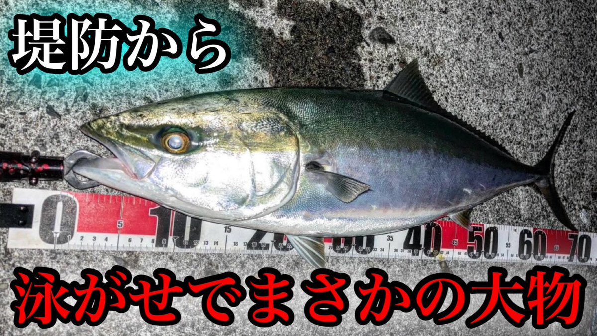 エサはダイソーVJで現地調達❗️
これだから泳がせ釣りはやめられない。。 

youtu.be/EIZTfaBwhE4?si… 

#青物 #ブリ #ダイソールアー