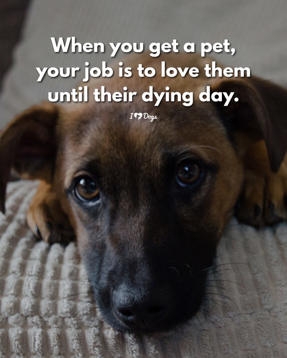 𝕏 Dogs tweet media