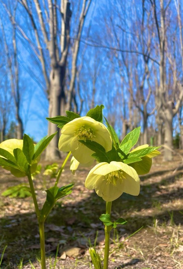 vor017's tweet photo. Christmas roses are blooming! Spring is coming! https://t.co/TXvyQHBhcj