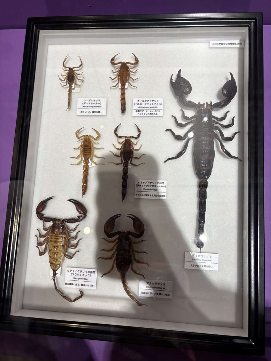 今日の超危険生物展で学んだこと！ サソリは小さければ小さい程毒の強