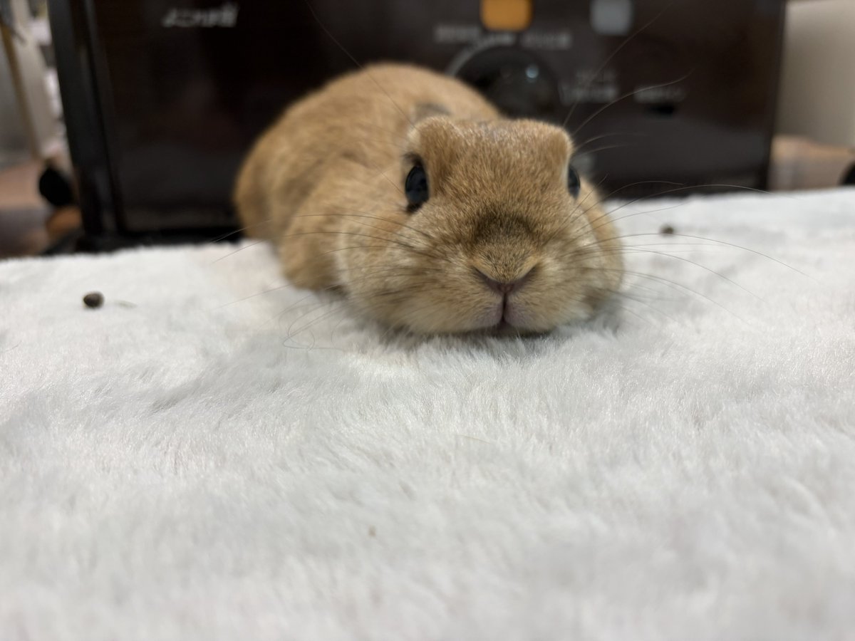 ぺちゃんこジェラさん🧡