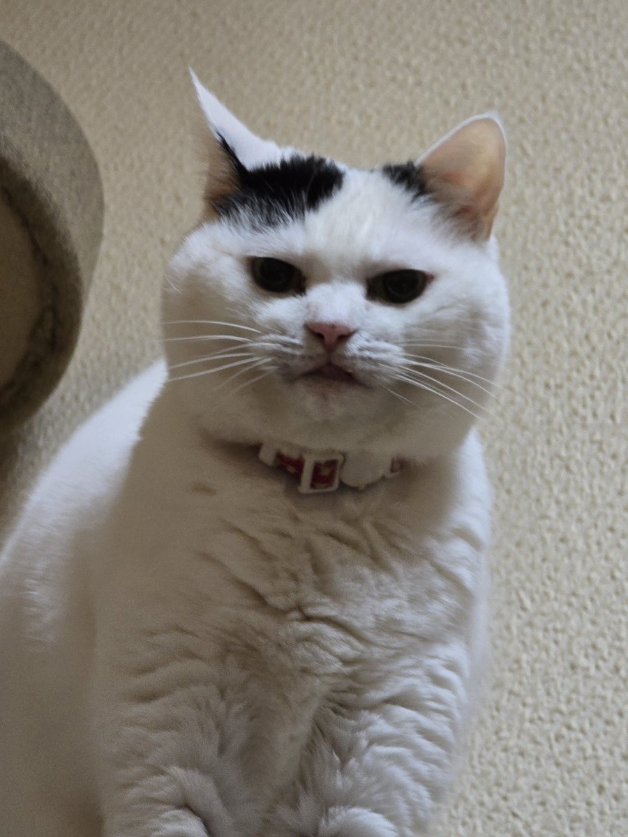 猫は飼い主を「自分より大きくて不器用な、毛のない猫（仲間）」、あるいは「自分の生活を豊かにする母猫のような存在」と認識している可能性が高いです。