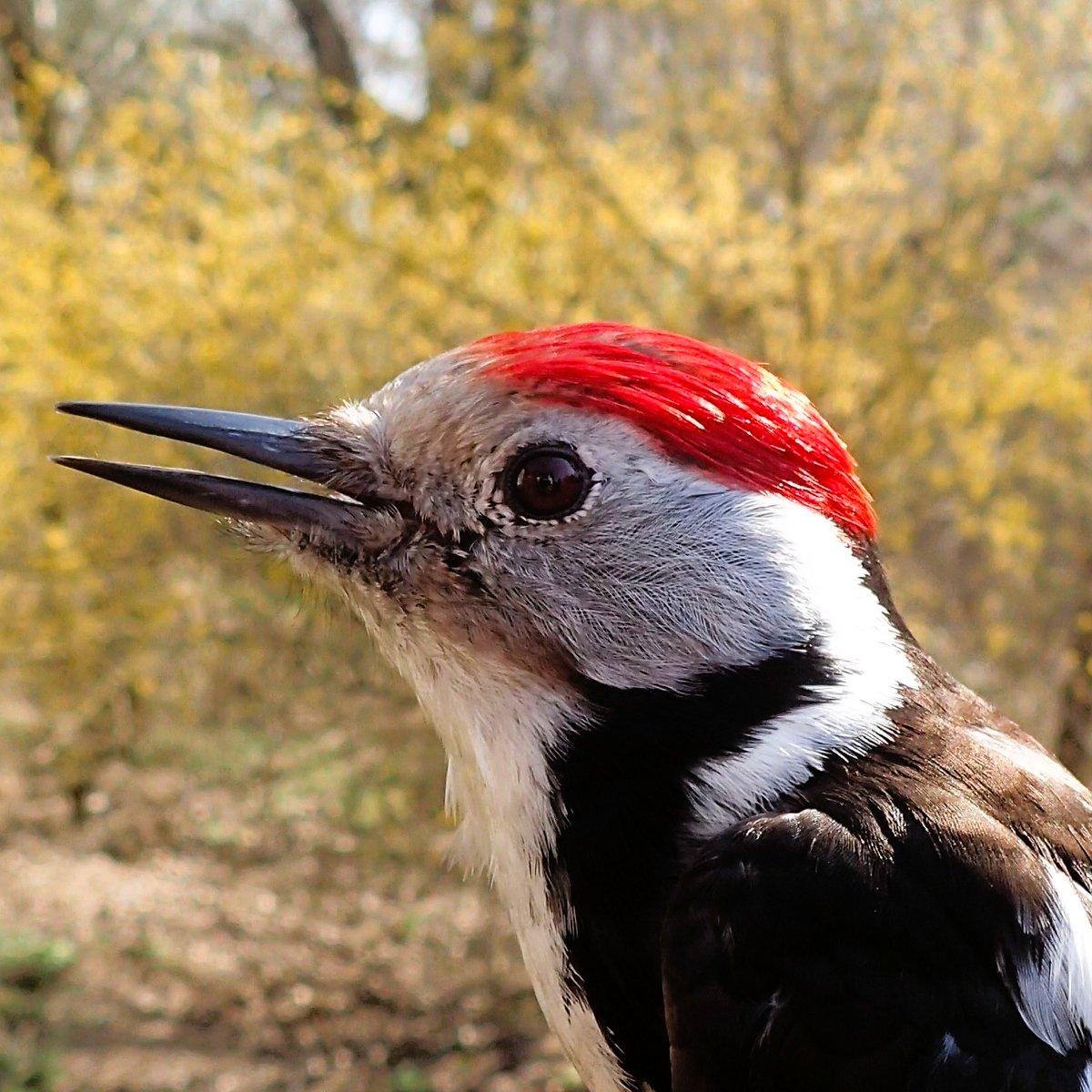 World Woodpeckers tweet media