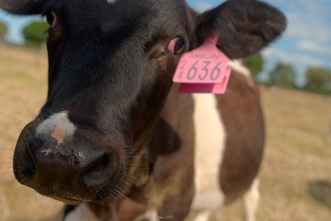 Joe 𝕏 上鍵 忠志 （じょうかぎ ただし） 🇳🇿 tweet media