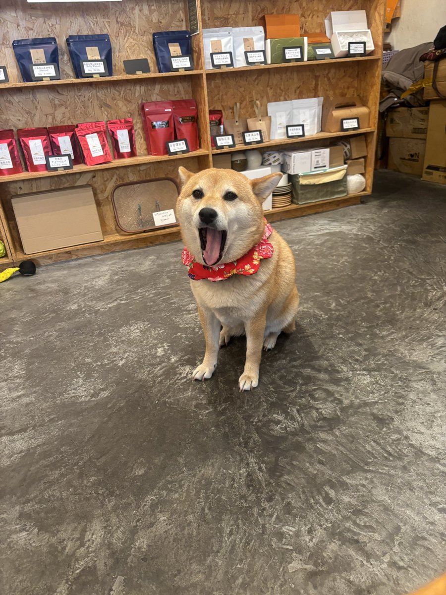 chikitam @ Avvy tweet media