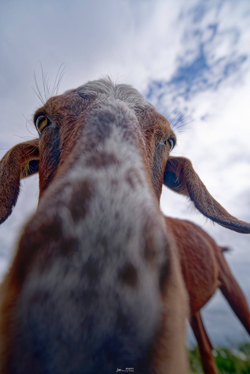 Joe 𝕏 上鍵 忠志 （じょうかぎ ただし） 🇳🇿 tweet media