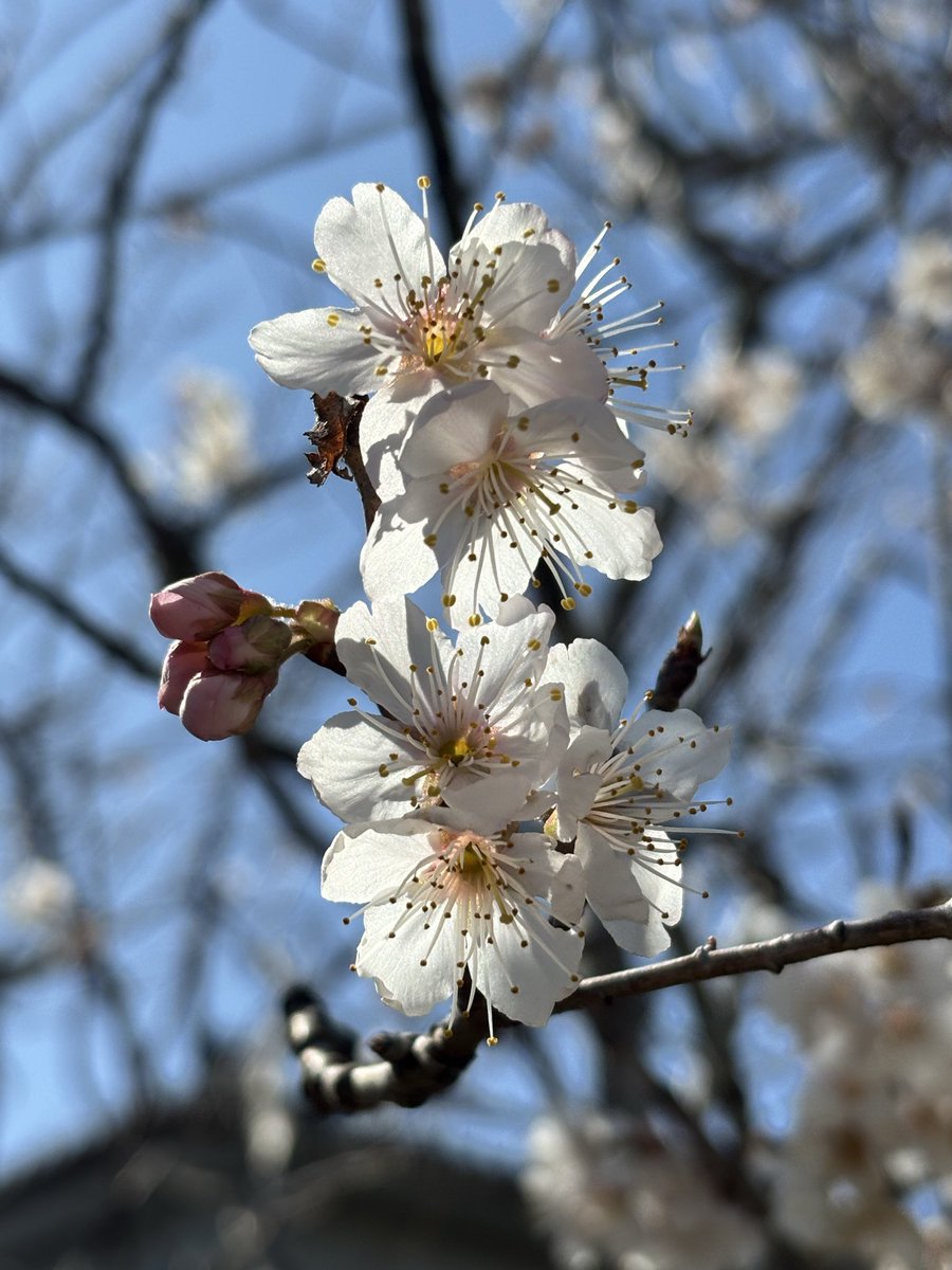 red_moon_ko's tweet photo. さくらんぼの花🌸に、ユキヤナギ、そしてたんぽぽ🌼
我が家の庭にも、春が来てるっぽい😄

#春
#spring
#花
#flower
#春の足音 https://t.co/5XQRzJyfkF