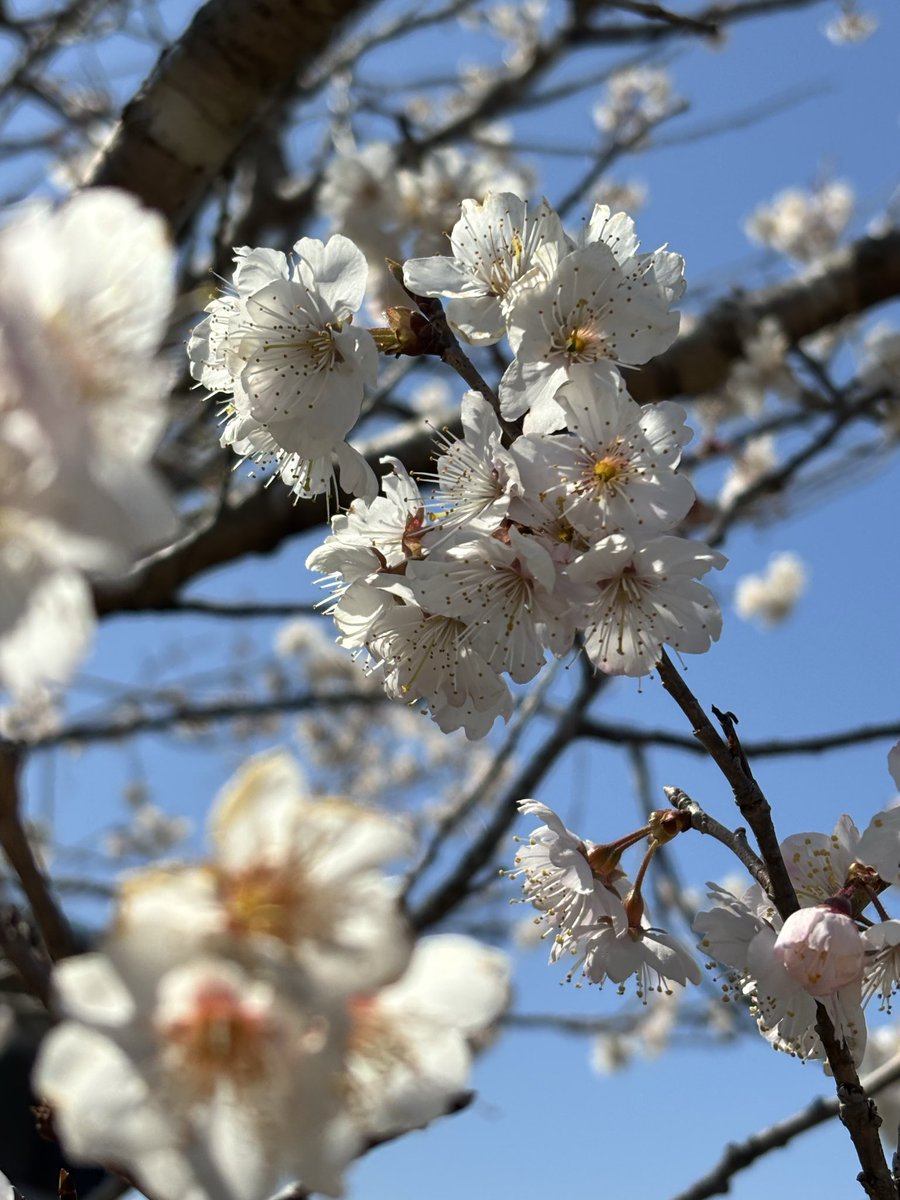 red_moon_ko's tweet photo. さくらんぼの花🌸に、ユキヤナギ、そしてたんぽぽ🌼
我が家の庭にも、春が来てるっぽい😄

#春
#spring
#花
#flower
#春の足音 https://t.co/5XQRzJyfkF