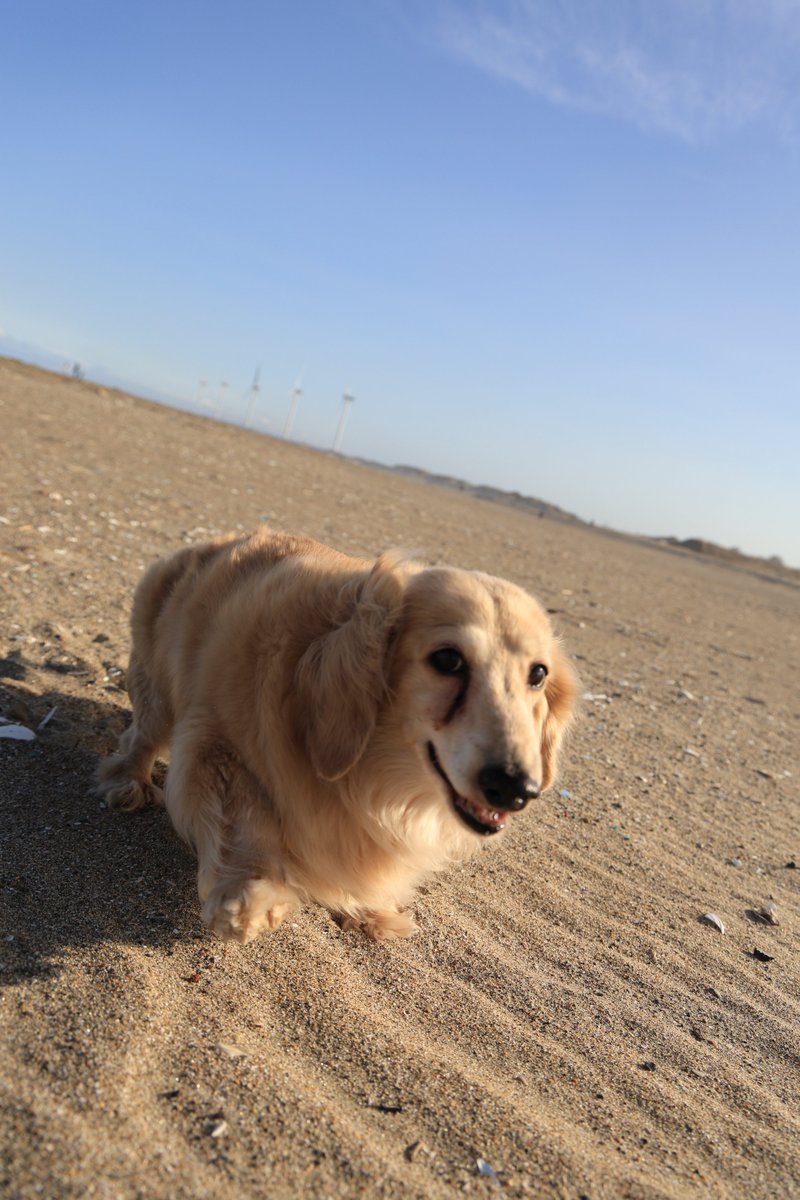 sweetpotatoyuzu's tweet image. 今日も一日お疲れ様でした 😄
素敵な1週間でありますように。
今夜もレオンくんでおやすみなさい✨

#ダックス
#ドライブ