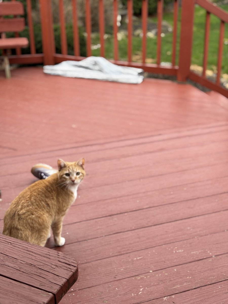 Tree Lawn Girl tweet media