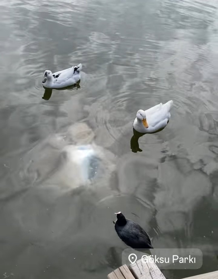 Aziz Günbatı tweet media