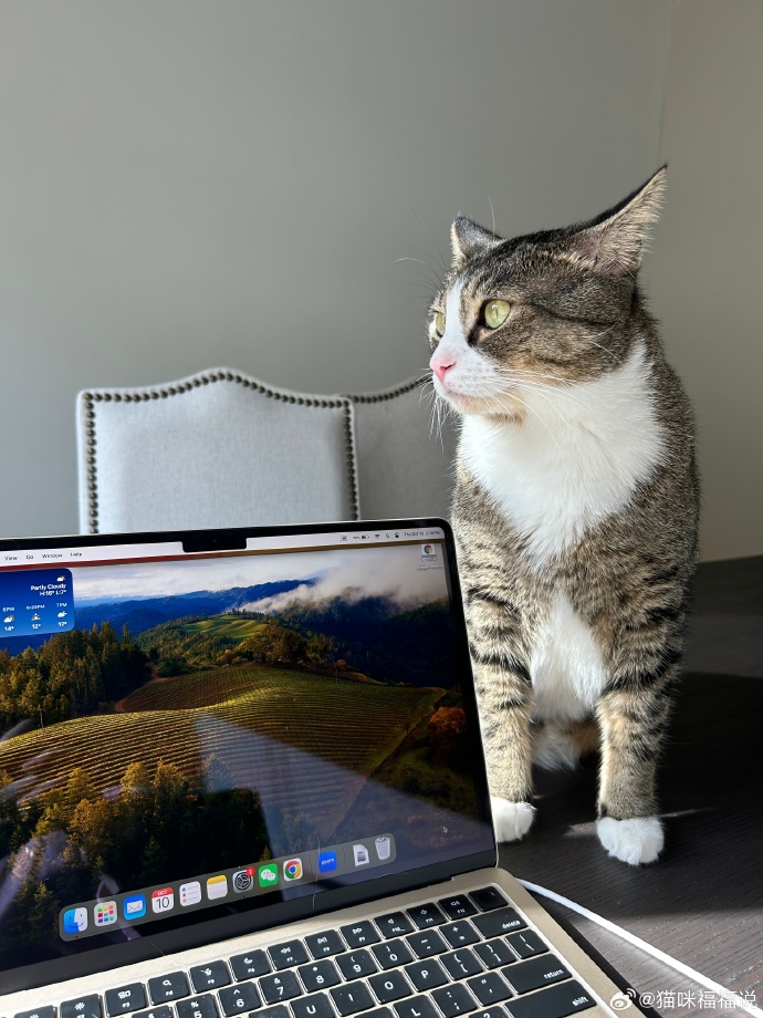 JulianBukjalis tweet media