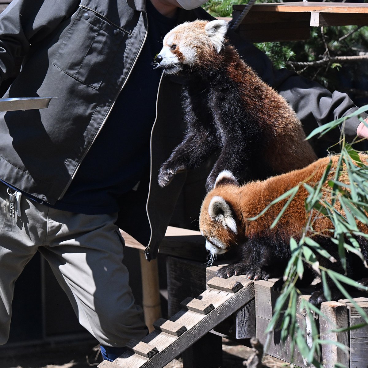 毎日パンダ tweet media